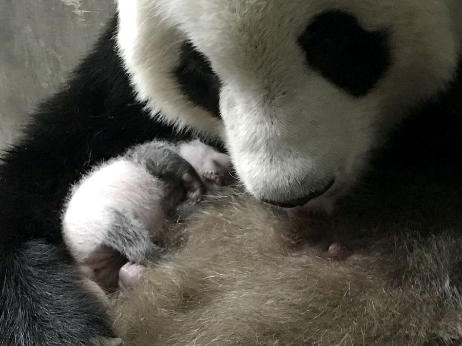 В китайской провинции Шэньси панда Лоушэн успешно родила еще одного детеныша