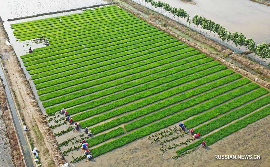 Китай создал свою первую плантацию по выращиванию "морского риса" в холодном регионе