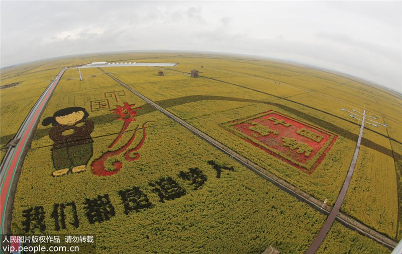 В провинции Хэйлунцзян: богатый урожай написан на рисовых полях 