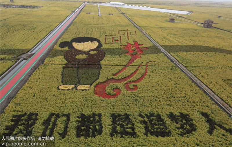 В провинции Хэйлунцзян: богатый урожай написан на рисовых полях 