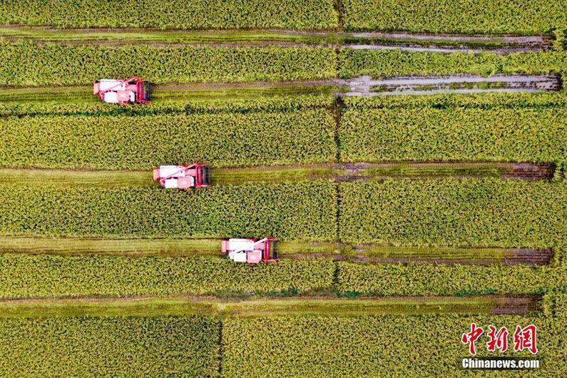 Большой урожай в Китае