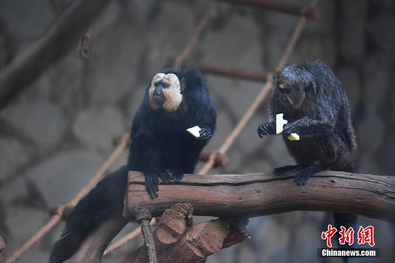 Бледные саки в юньнаньском зоопарке впервые появились перед публикой