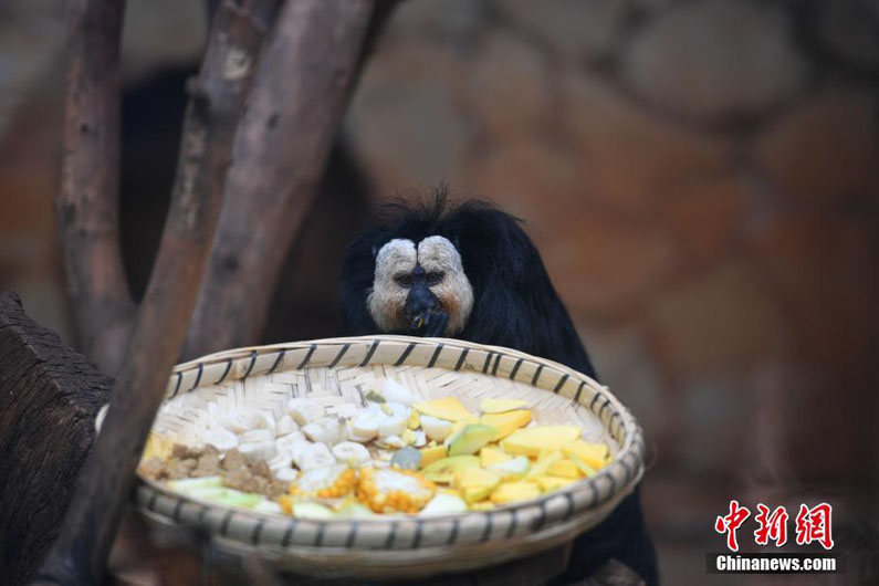 Бледные саки в юньнаньском зоопарке впервые появились перед публикой