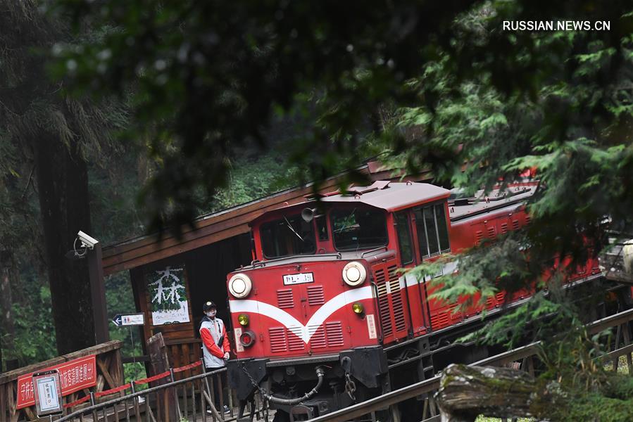 Лесной мини-поезд в тайваньских горах Алишань