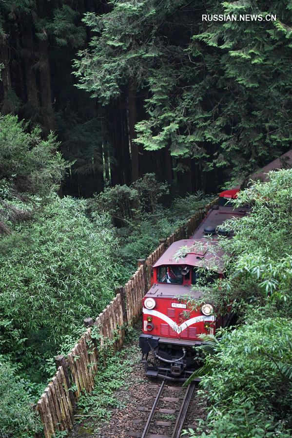 Лесной мини-поезд в тайваньских горах Алишань