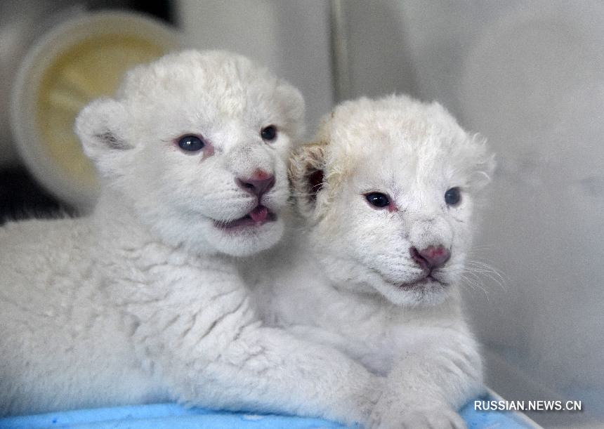 Пара детенышей-близнецов белого льва появилась на свет на востоке Китая