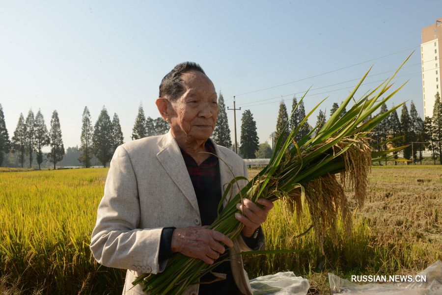 Юань Лунпин стал председателем правления компании гибридного риса третьего поколения