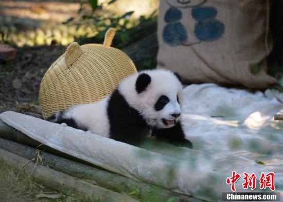 Детеныш большой панды играет с бамбуковой корзиной