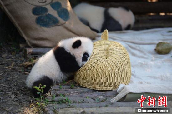 Детеныш большой панды играет с бамбуковой корзиной