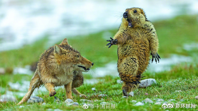 Работа китайского фотографа получила высшую награду в ежегодном конкурсе фотографии дикой природы