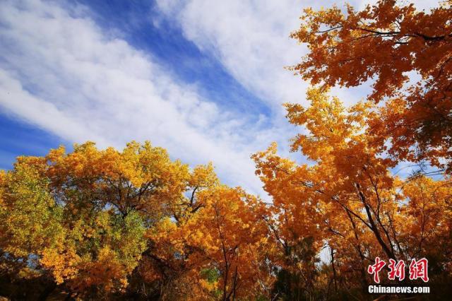 Осенний лес евфратских тополей в Синцзяне