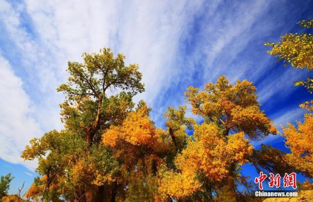 Осенний лес евфратских тополей в Синцзяне