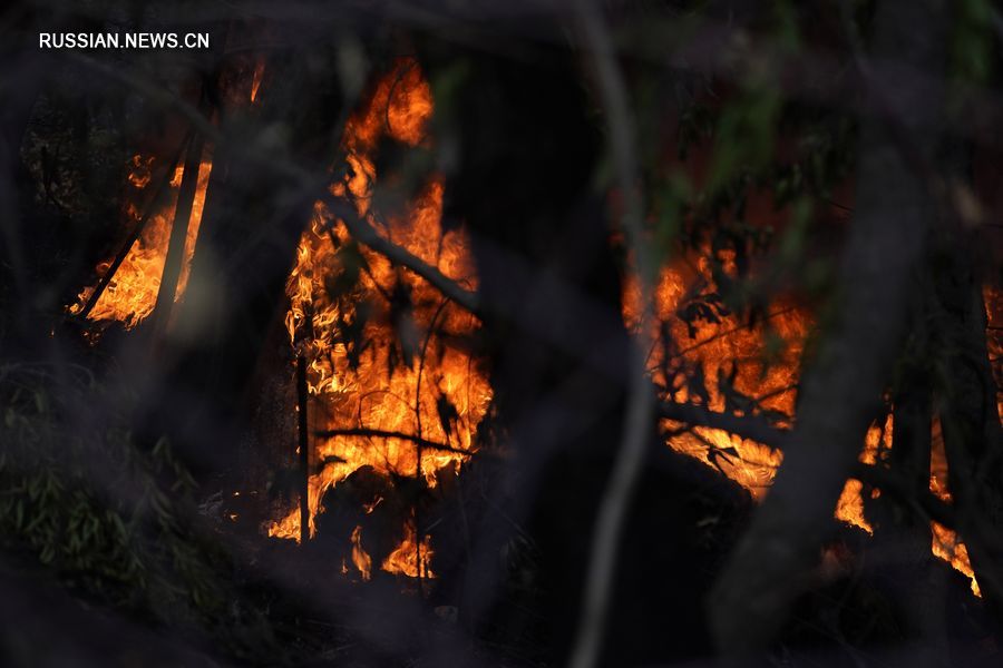 24 октября в округе Сонома на севере американского штата Калифорния бушует лесной пожар. /Фото: Синьхуа/