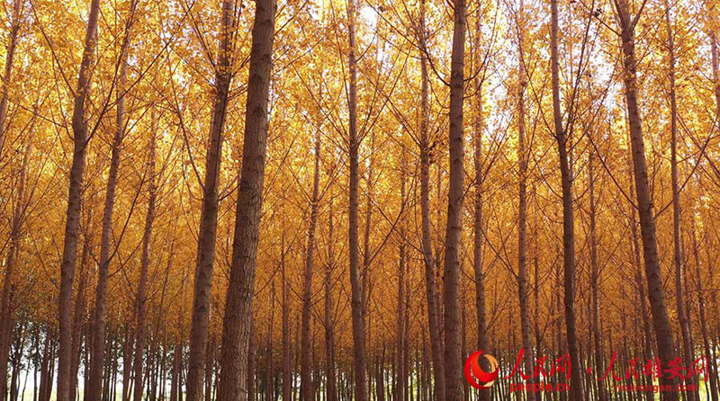 Самые красивые осенние пейзажи нового района Сюнъань