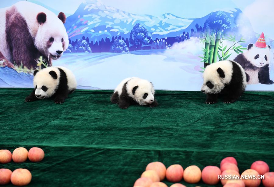 В Китае три детеныша большой панды получили имена