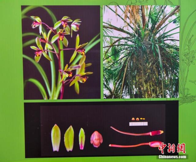 На юге Китая обнаружили 11 видов новых растений