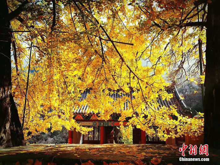 Дерево гингко в китайской провинции Шаньдун