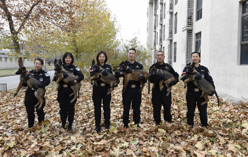 Пекинская полиция впервые использует клонированных собак