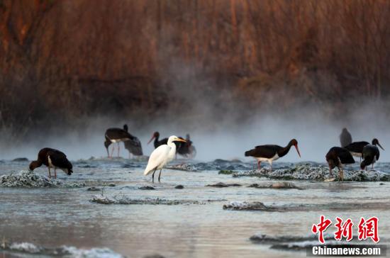 Черные аисты на водно-болотных угодьях вдоль реки Мяньмань