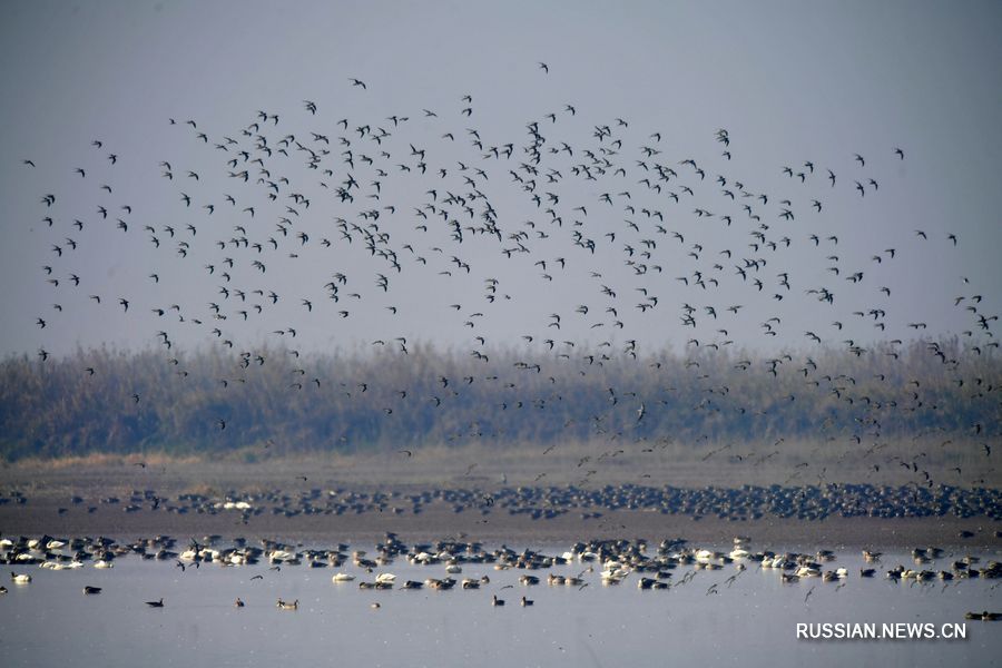 В Восточном Китае опубликовали Наньчанскую декларацию по охране водно-болотных угодий и перелетных птиц озера Поянху