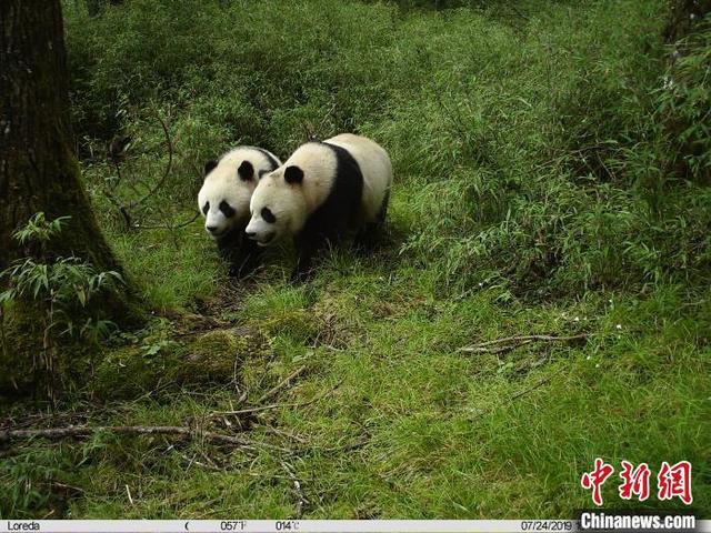 Дикие панды-близнецы впервые были сняты на камеру в Юго-Западном Китае 