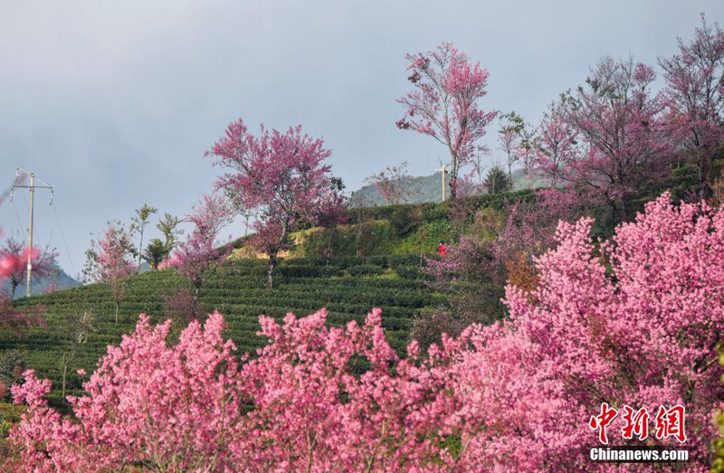 В Юго-Западном Китае расцвели цветы вишни