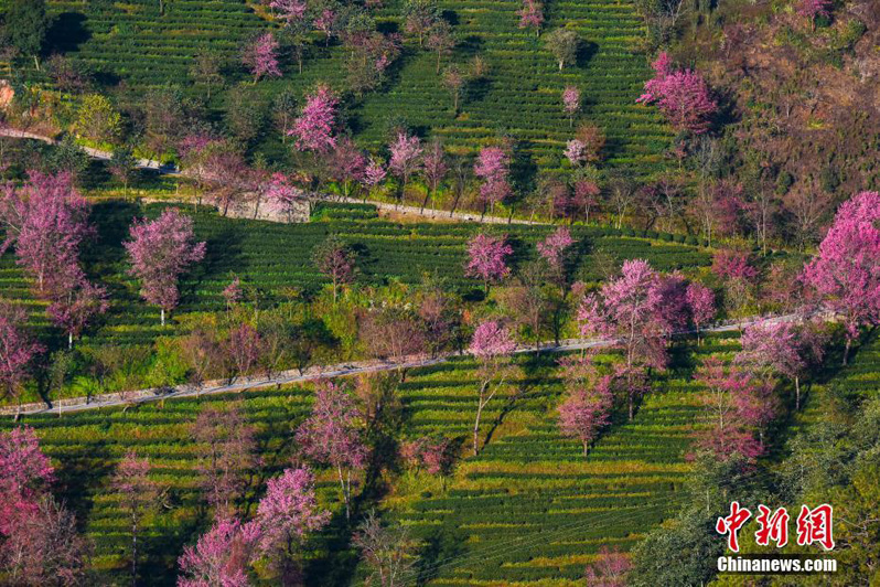 В Юго-Западном Китае расцвели цветы вишни