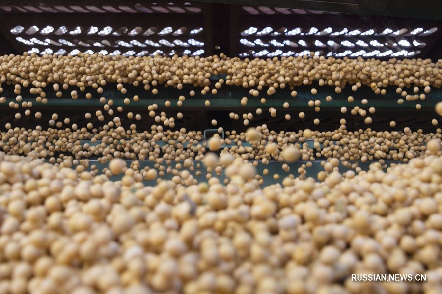 На северо-востоке Китая увеличилась посевная площадь сои