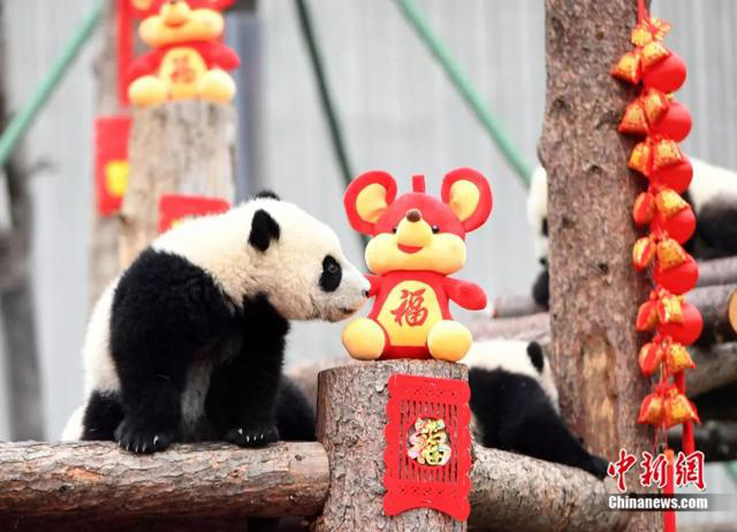 Детеныши больших панд поздравляют с праздником Весны