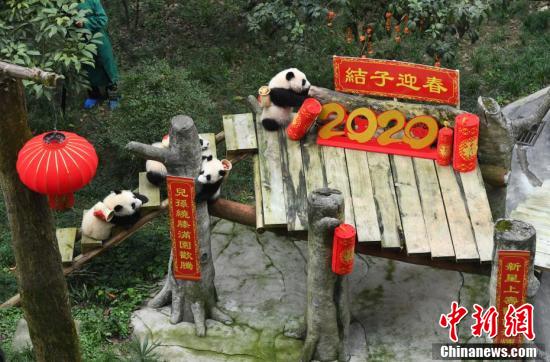 Детеныши большой панды поздравили прабабушку с праздником Весны