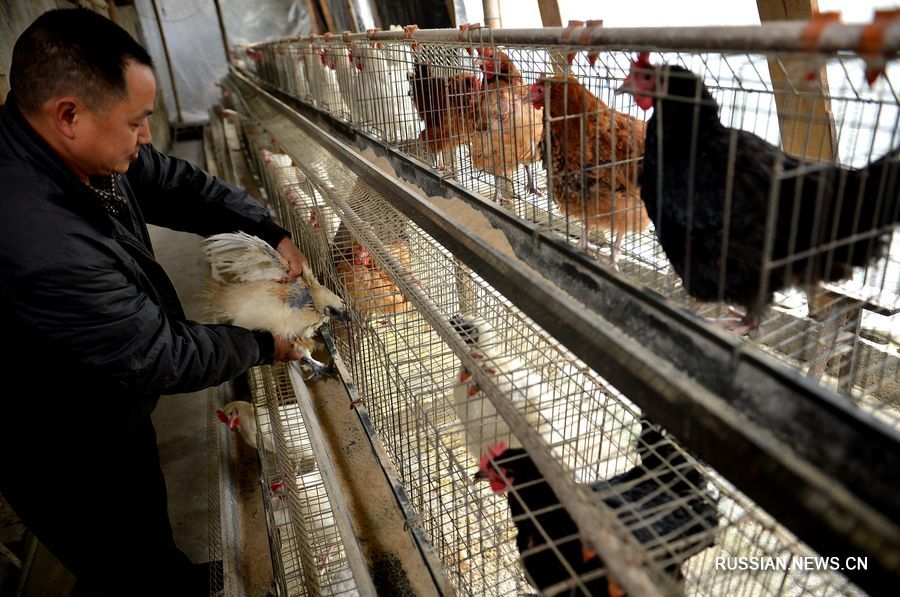 На фоне эпидемии коронавируса в Китае нуждающимся куроводам отправляется корм для кур
