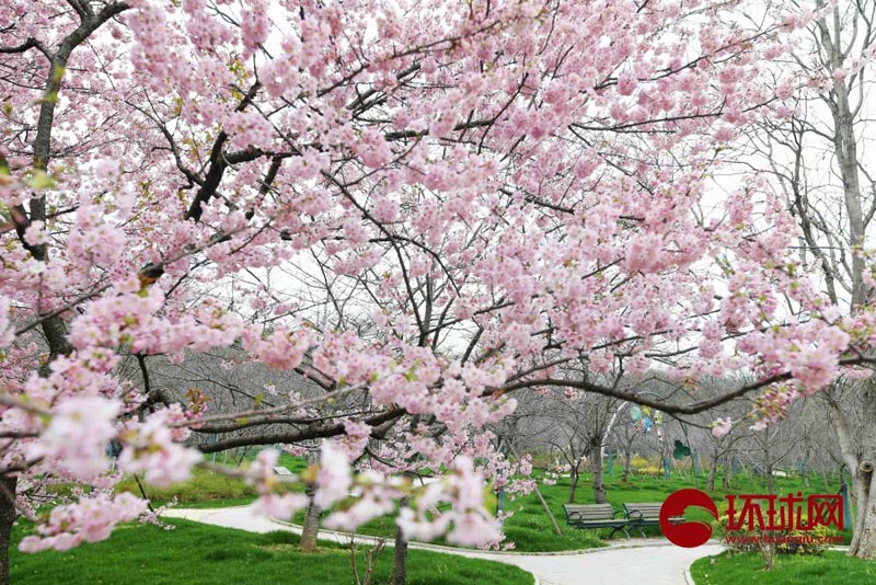 Весеннее цветение вишни у озера Дунху в Ухане