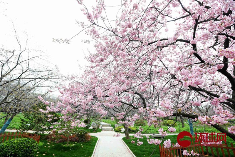 Весеннее цветение вишни у озера Дунху в Ухане