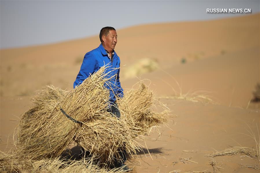 Борьба с наступлением песков в провинции Ганьсу