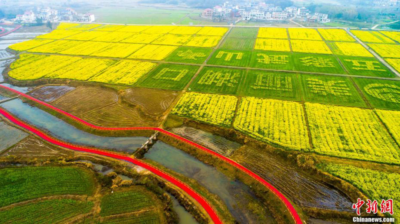 Золотое море цветов рапса в уезде Хукоу провинции Цзянси