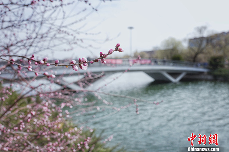 Весна в парке Юйюаньтань Пекина