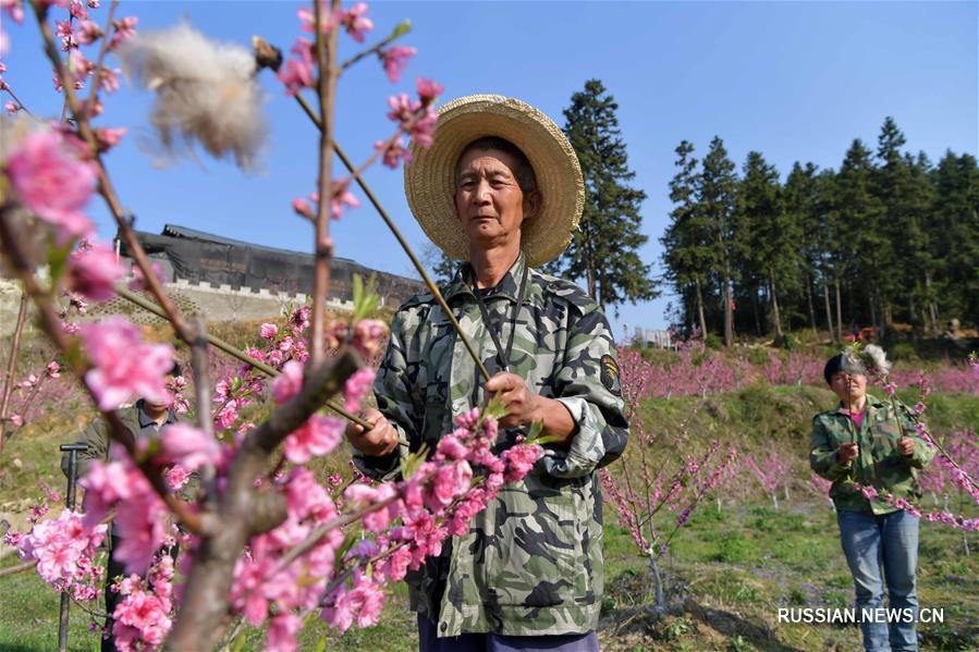 Крестьяне г. Наньчан заняты искусственным опылением персиковых деревьев