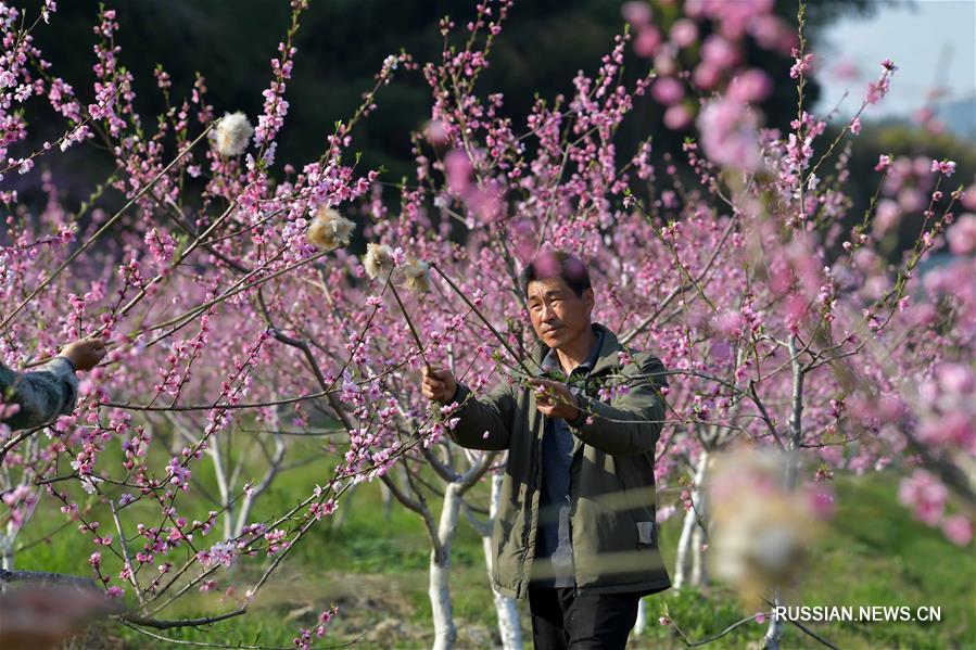 Крестьяне г. Наньчан заняты искусственным опылением персиковых деревьев