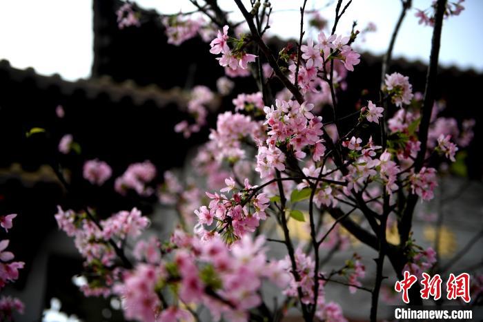 В городе Гуанчжоу открылся фестиваль цветов вишни