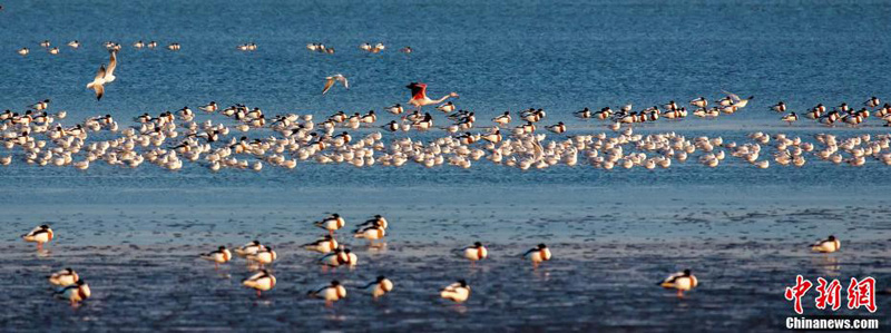 Новый район Бэйдайхэ встречает перелетных птиц