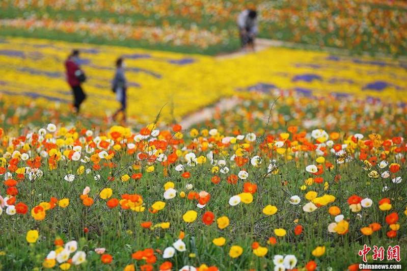 Пышное весеннее цветение в деревне Сюйцзяюань Нанкина