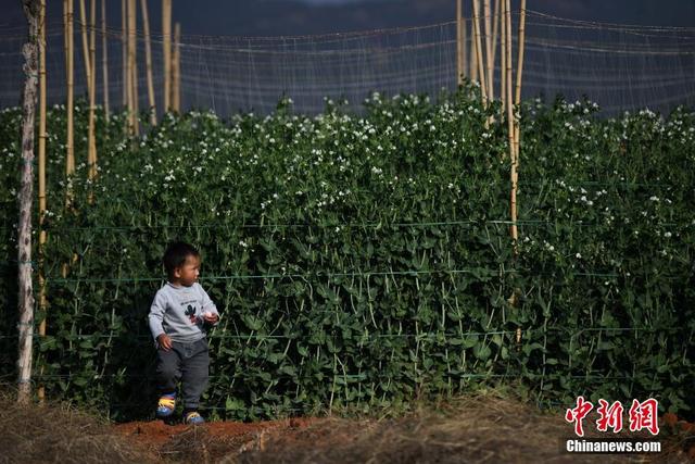 В Юго-Западном Китае собирают богатый урожай снежного гороха