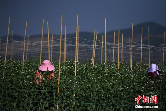 В Юго-Западном Китае собирают богатый урожай снежного гороха