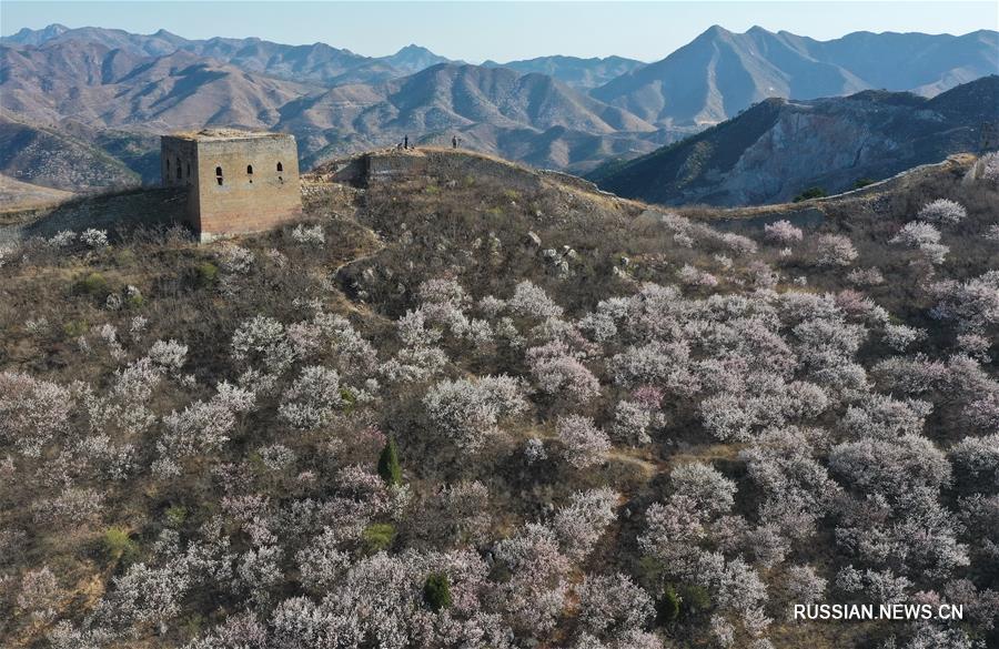 В горах Яньшань зацвели сибирские абрикосы