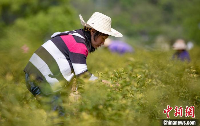 Выращивание желтого чая преобразило жизнь населения города Синьюй