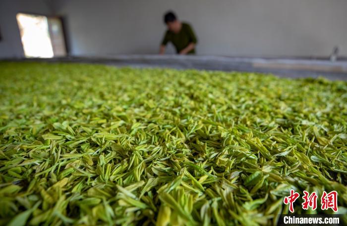 Выращивание желтого чая преобразило жизнь населения города Синьюй
