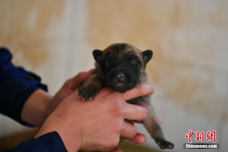 Подготовка собак для поисково-спасательной службы в Юго-Западном Китае