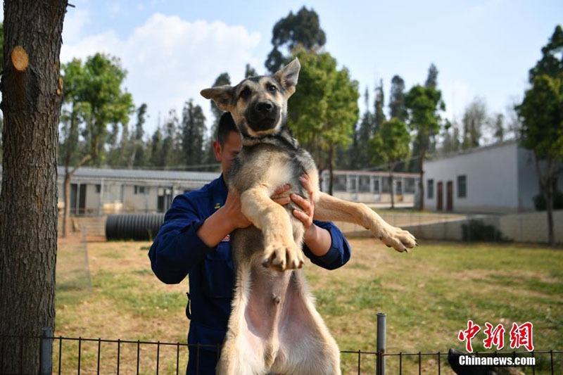 Подготовка собак для поисково-спасательной службы в Юго-Западном Китае
