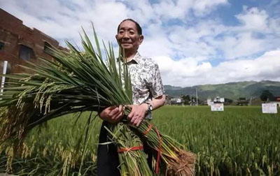 Юань Лунпин предложил внедрить ген «морского поливного риса» в гибридный рис третьего поколения