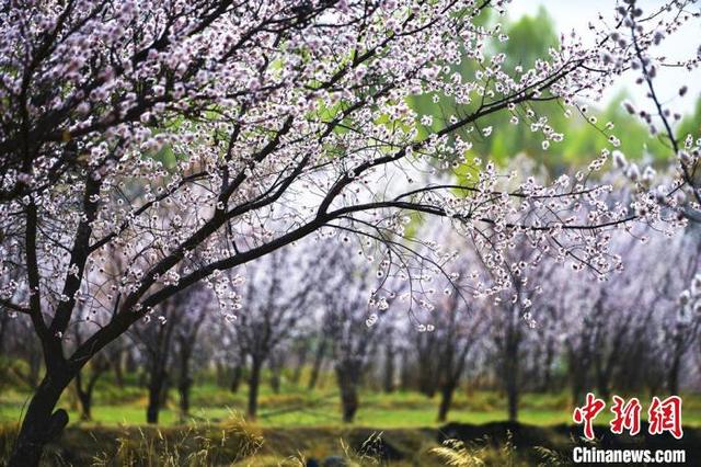 Море абрикосовых цветов у подножия хребта Циляньшань Китая